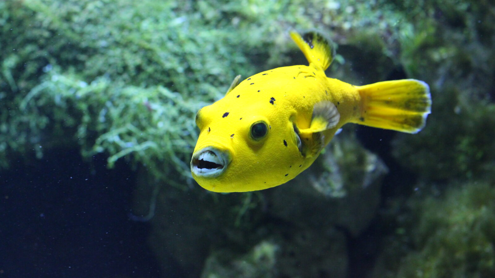 Aquazoo Löbbecke Museum