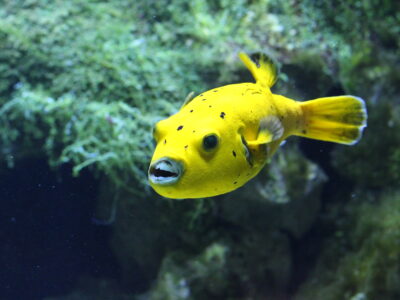 Aquazoo Löbbecke Museum