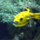 Aquazoo Löbbecke Museum