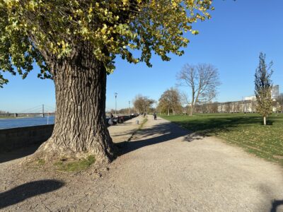 Rheinpark in Düsseldorf