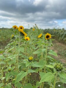 Blumen selbst pflücken