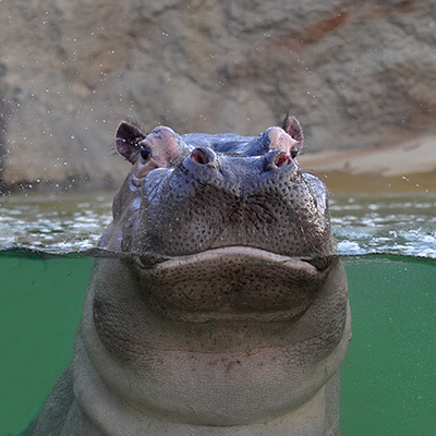 Weihnachtsbesuch im Kölner Zoo