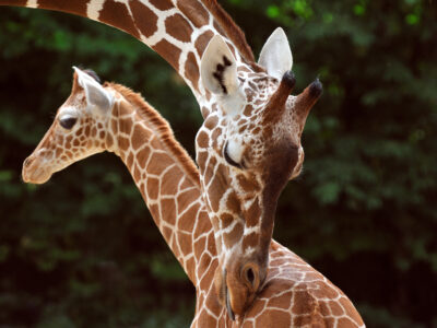 Zoo Köln