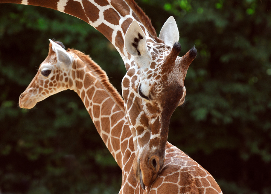 Zoo Köln